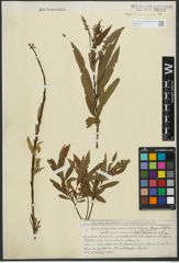 Foto von Salix purpurea L. x Salix viminalis L.